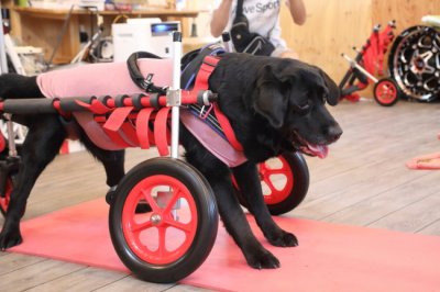 京都府のラブラドールレトリーバー　天涯ちゃんがいらっしゃいました。