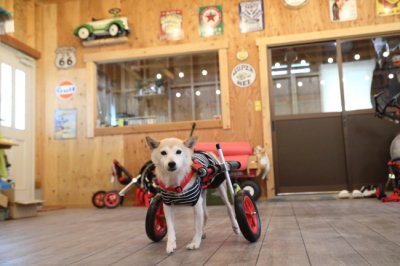 愛知県の柴犬　ジェニーちゃんがいらっしゃいました。