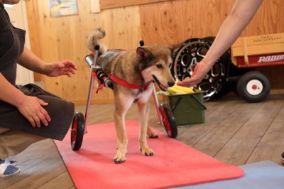 愛知県のミックス犬　ジョン君がいらっしゃいました。