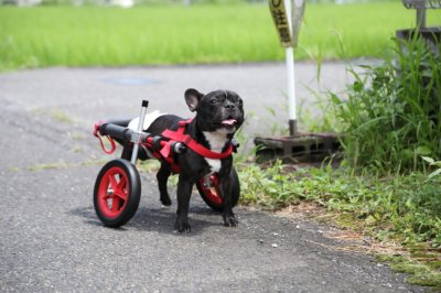 岐阜県のフレンチブルドッグ　ウメちゃんがいらっしゃいました。