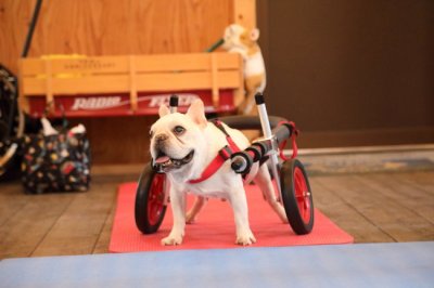 神奈川県のフレンチブルドッグ　イクオ君がいらっしゃいました。