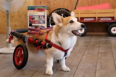 愛知県のコーギー　ケイちゃんがいらっしゃいました。