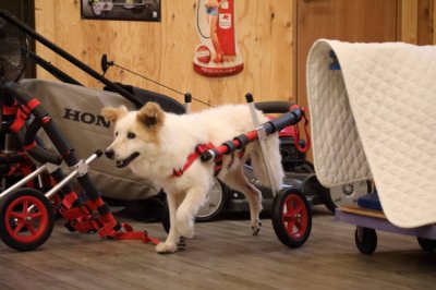 兵庫県の中型犬　ムクちゃんがいらっしゃいました。