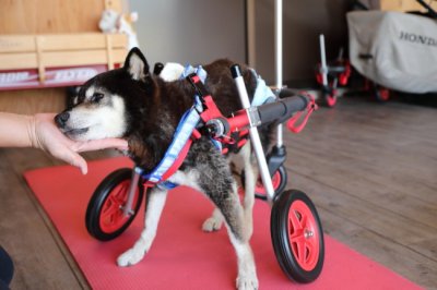 岐阜県の柴犬　みなみちゃんの犬の車椅子