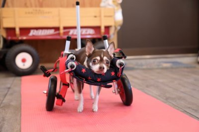 愛知県のチワワ　マーティーちゃんの犬の車椅子