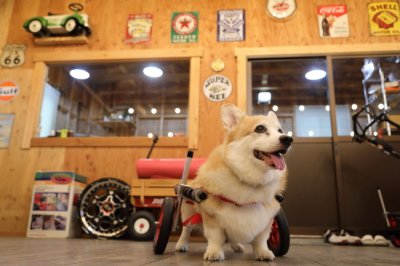 愛知県のコーギー　ディーンちゃんがいらっしゃいました。