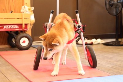 愛知県の柴犬　まさむねちゃんがいらっしゃいました。