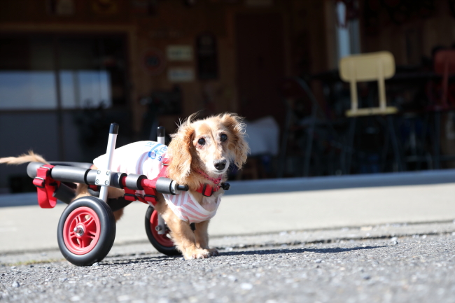 三重県のミニチュアダックスフンド　ブラウニーちゃんの犬の車椅子