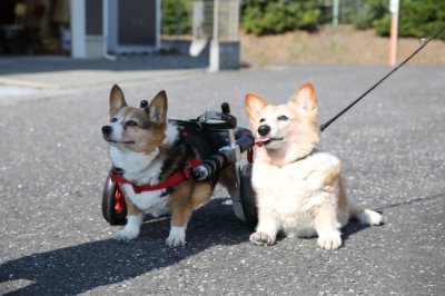 三重県のコーギー　おわりちゃん＆はじめちゃんがいらっしゃいました。