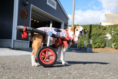 静岡県のキャバリア＆ブルドッグのミックス　クルミちゃんがいらっしゃいました。