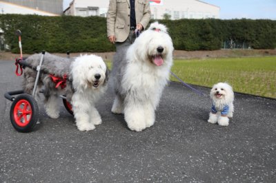 富山県のオールドイングリッシュシープドッグ　雪乃ちゃんがいらっしゃいました。