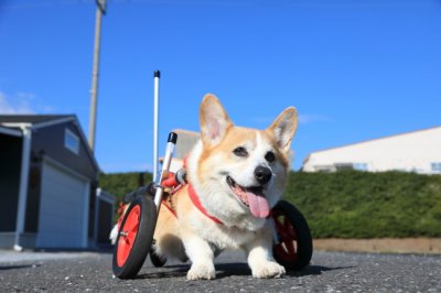 和歌山県のコーギー　レオちゃんがいらっしゃいました。