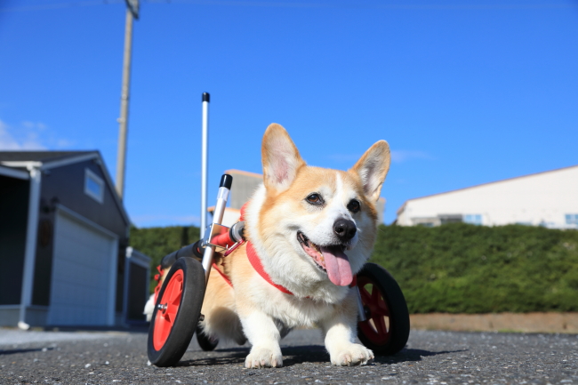 和歌山県のコーギー　レオちゃんの犬の車椅子