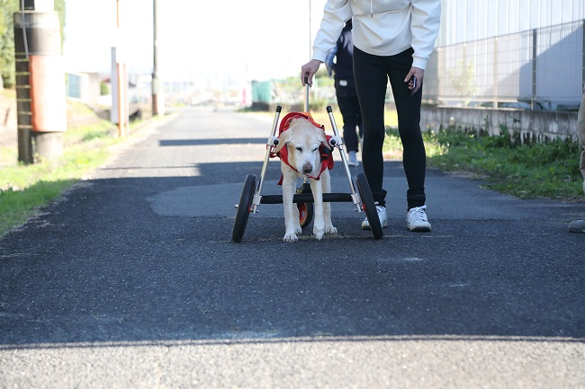 岐阜県のラブラドールレトリーバー　ゆずちゃんの犬の車椅子