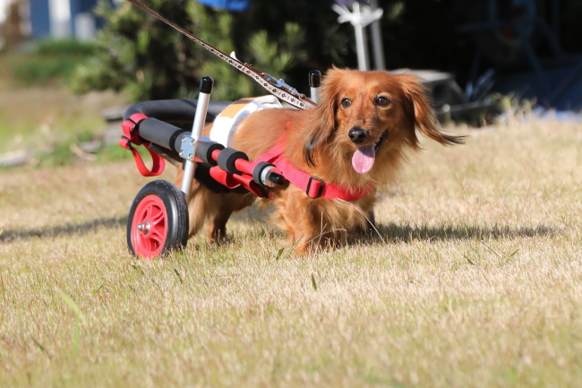 岐阜県のミニチュアダックスフンド　リリーちゃんの犬の車椅子