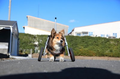 三重県のコーギー　なつちゃんがいらっしゃいました。