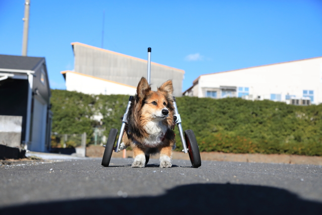 三重県のコーギー　なつちゃんの犬の車椅子