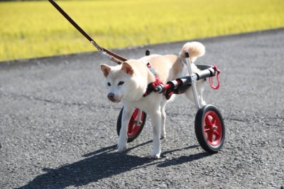 富山県の、はなちゃんがいらっしゃいました。