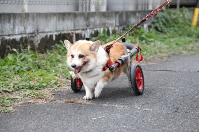 岐阜県のコーギー　さくらちゃんがいらっしゃいました。