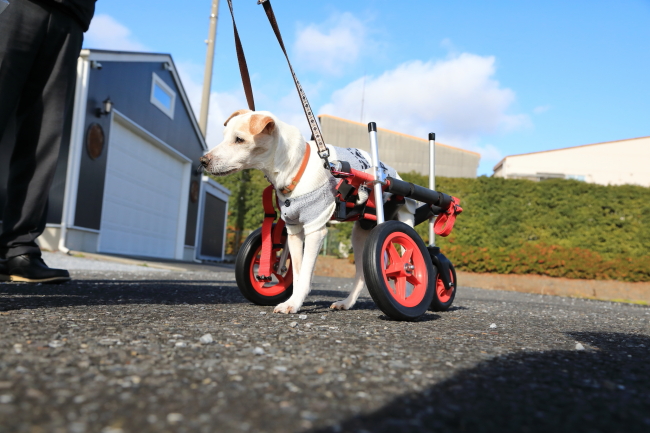 愛知県のジャックラッセルテリア　クッキーちゃんの犬の車椅子