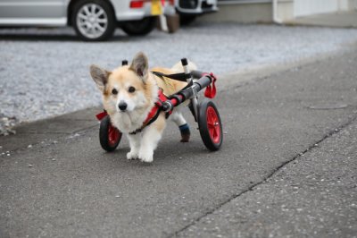 静岡県のコーギー　サブレちゃんがいらっしゃいました。