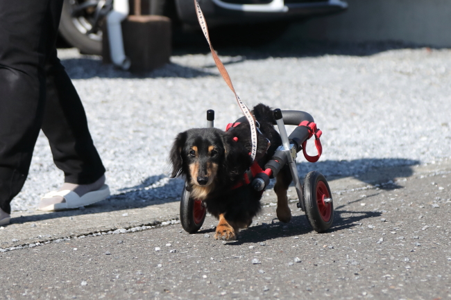 岐阜県のミニチュアダックスフンド　バズ君の犬の車椅子