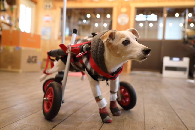 大阪府のジャックラッセルテリア  アビちゃんの犬の車椅子