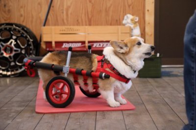 岐阜県海津市からコーギー犬の小太郎ちゃんがいらっしゃいました。