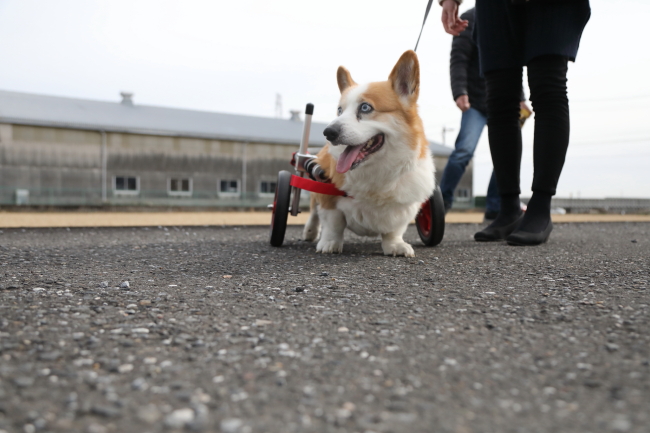 岐阜県のコーギー犬　ボルトちゃんがいらっしゃいました