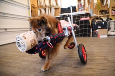 愛知県の中型犬 ポンポンちゃんの犬の車椅子