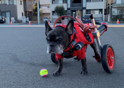 フレンチブルドッグ 埼玉県