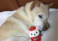シベリアンハスキーとゴールデンレトリバーのMIX 広島県