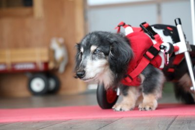 三重県のミニチュアダックスフンド　チャッピーちゃんがいらっしゃいました。