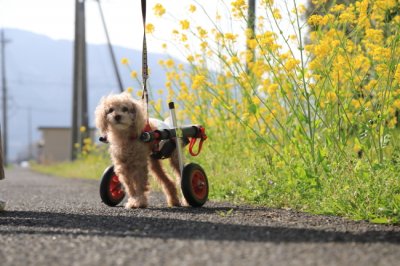 岐阜県のトイプードル　チョコちゃんの犬の車椅子が完成しました。