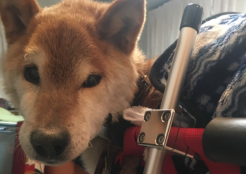 柴犬 大分県