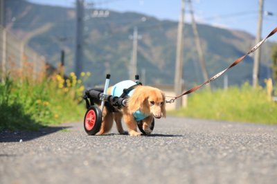 岐阜県のミニチュアダックスフンド　サスケちゃんがいらっしゃいました。