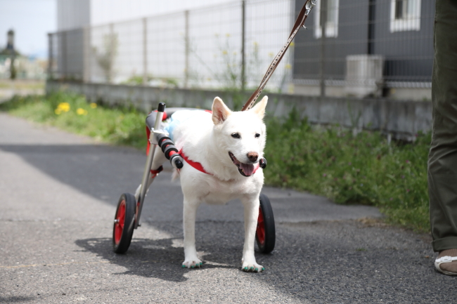 三重県の中型犬　ユキちゃんがいらっしゃいました。