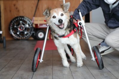 岐阜県の中型犬　マーブルちゃんがいらっしゃいました。