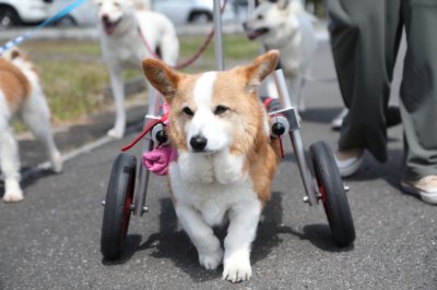 岐阜県のコーギー　パインちゃんがいらっしゃいました。