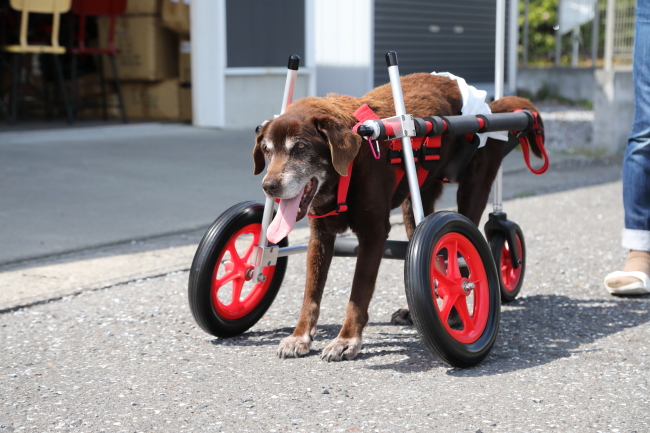三重県のラブラドールレトリーバー　モカちゃんの犬の車椅子