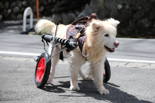 群馬県のゴールデンレトリバーと秋田犬のミックス犬　パピー君の犬の車椅子