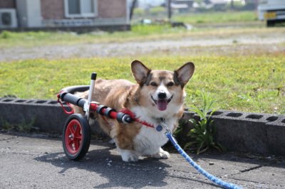 岐阜県のコーギー犬　ルイ君がいらっしゃいました。