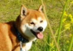 柴犬 和歌山県