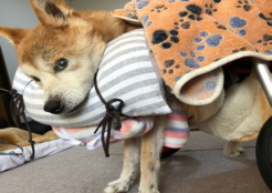 柴犬 和歌山県