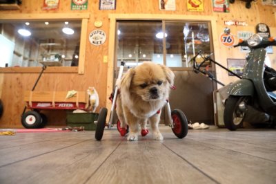 岐阜県のチベタンスパニエル　ちなちゃんがいらっしゃいました。