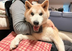柴犬 埼玉県
