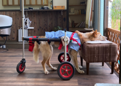 中型犬 香川県