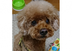 トイプードル 和歌山県