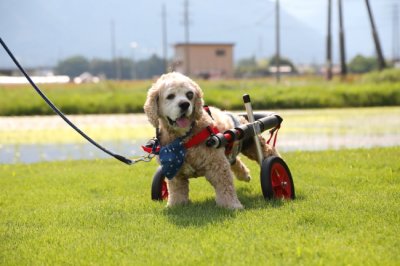 愛知県のアメリカンコッカースパニエル　ココロちゃんがいらっしゃいました。