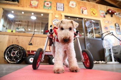 兵庫県のワイヤーフォックステリア　teddyちゃんがいらっしゃいました。